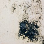 Black mold