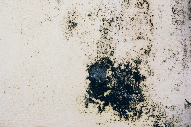 Black mold